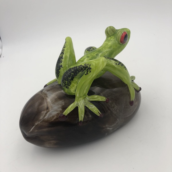 glass frog rana - Ranidae